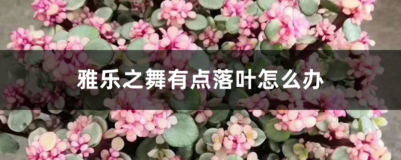 <b>雅乐之舞有点落叶怎么解决，怎么处理</b>