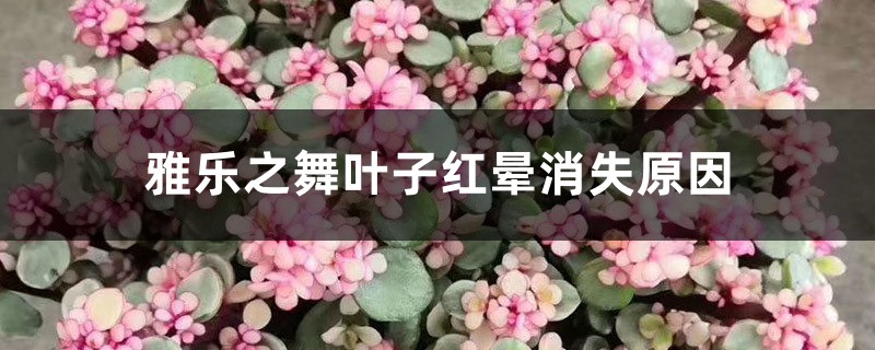 <b>雅乐之舞叶子红晕消失，叶子变绿怎么解决，怎么处理</b>