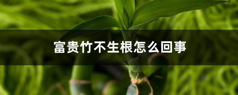 <b>富贵竹不生根怎么回事（最快生根方法）</b>