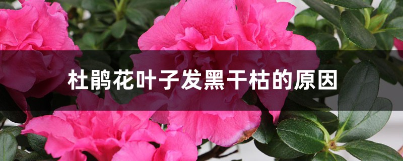 <strong>杜鹃花叶子发黑干枯的原因</strong>