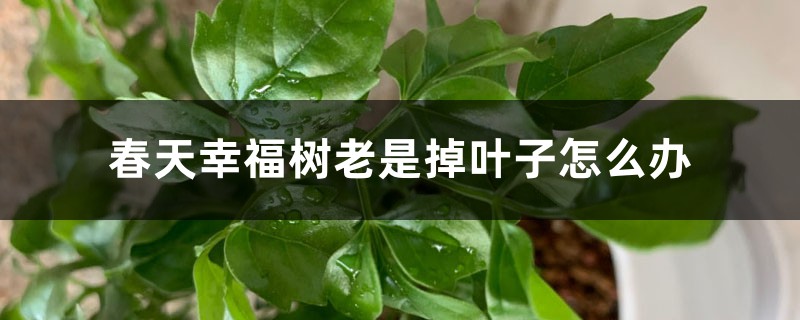 <b>春天幸福树老是掉叶子怎么解决，怎么处理</b>