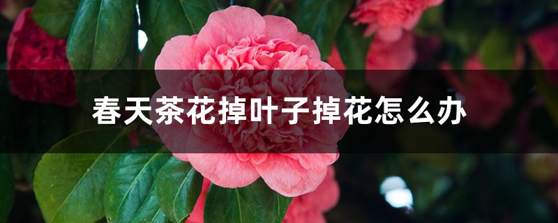 <strong>春天茶花掉叶子掉花怎么解决，怎么处理</strong>