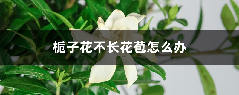 <b>栀子花不长花苞怎么解决，怎么处理</b>