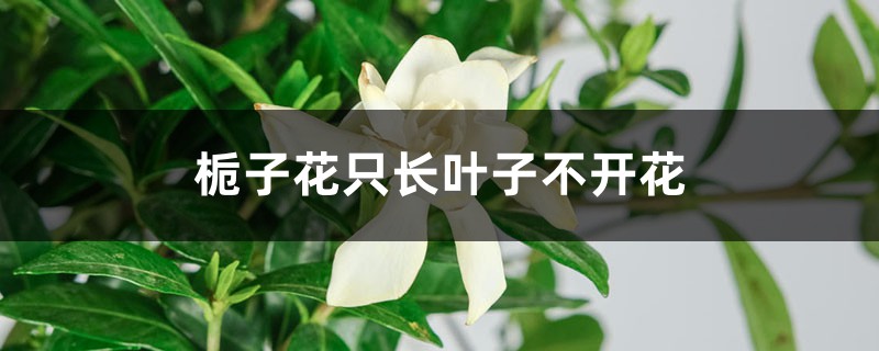 <strong>栀子花为什么只长叶子不开花，怎么救治</strong>