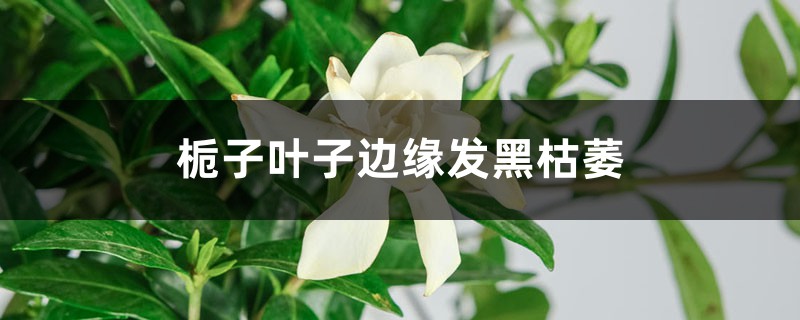 <b>栀子花叶子边缘发黑枯萎怎么解决，怎么处理</b>