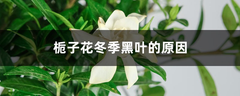 <strong>栀子花冬季黑叶的原因</strong>