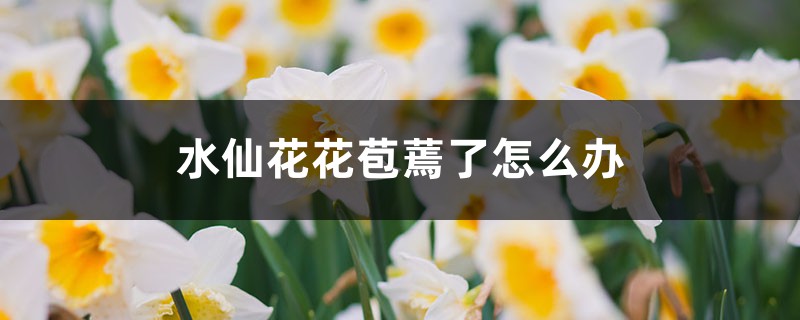 水仙花花苞蔫了怎么解决，怎么处理