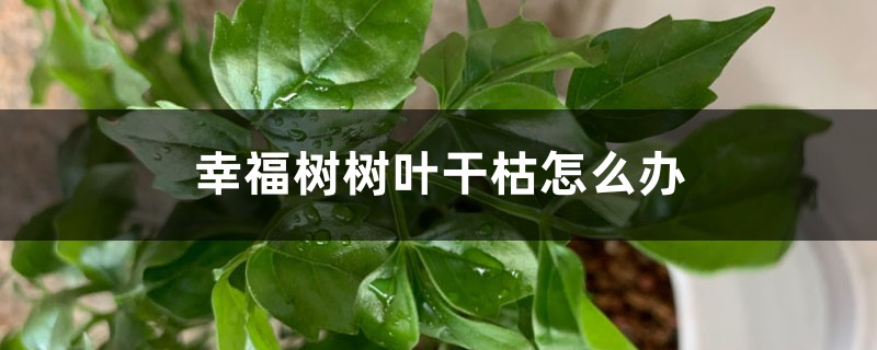 <b>幸福树树叶干枯怎么解决，怎么处理</b>