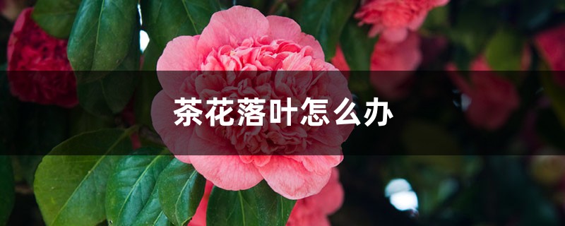 <b>茶花落叶怎么解决，怎么处理</b>