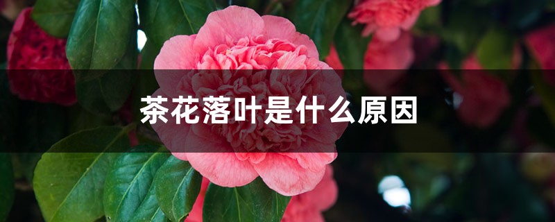 <b>茶花落叶是什么原因</b>