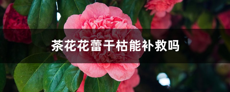 <b>茶花花蕾干枯怎么补救</b>