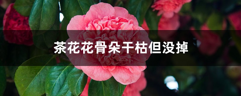 <b>茶花花骨朵干枯但没掉是怎么回事</b>