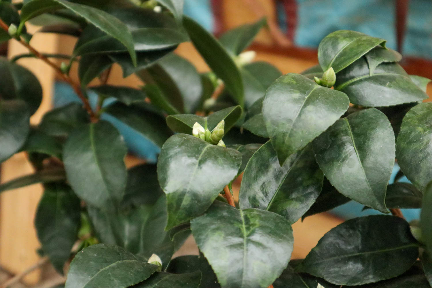 茶花花苞掉落原因是什么