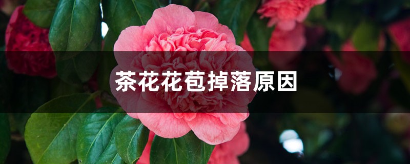 <b>茶花花苞掉落原因是什么</b>