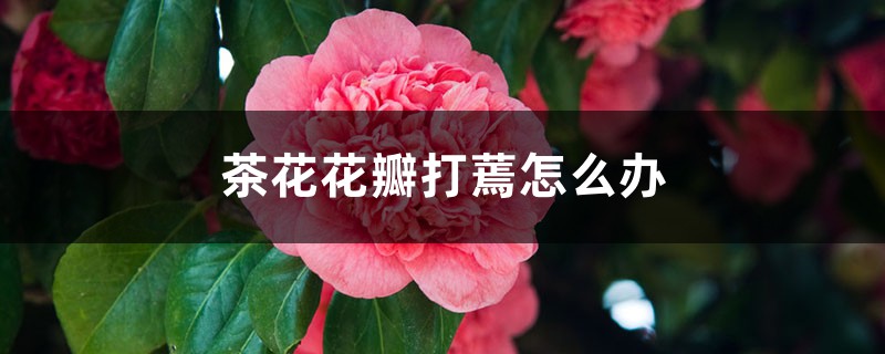 <strong>茶花花瓣打蔫怎么解决，怎么处理</strong>