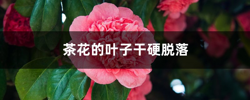<strong>茶花的叶子干硬脱落什么原因</strong>