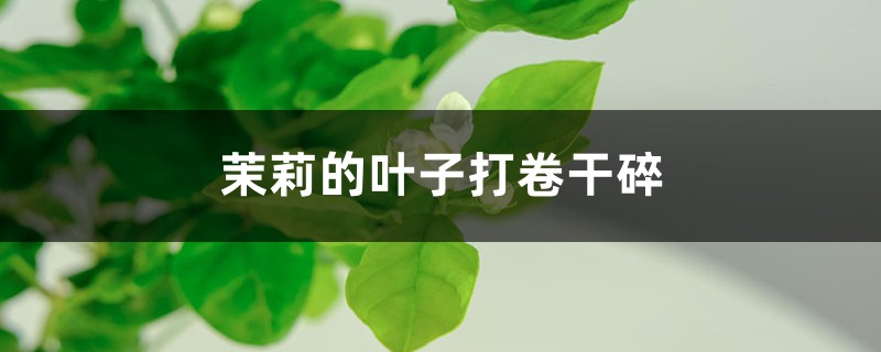 <b>茉莉的叶子打卷干碎怎么解决，怎么处理</b>