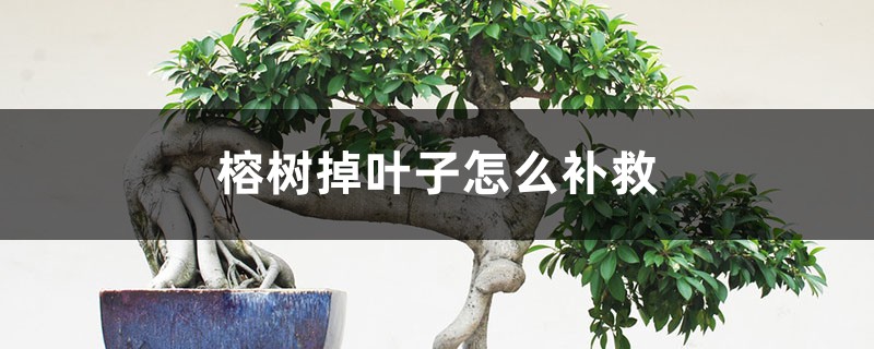 <b>榕树掉叶子怎么补救</b>