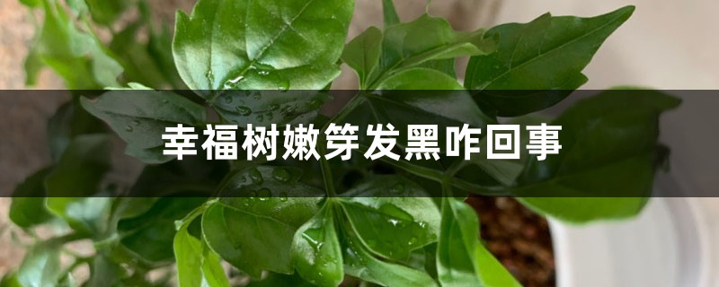 <b>幸福树嫩芽发黑怎么回事</b>