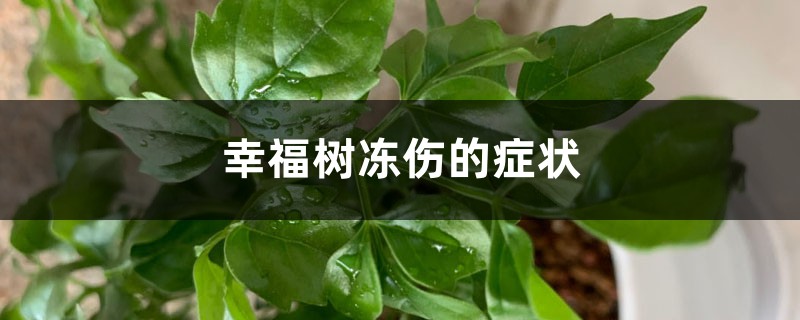 <b>幸福树冻伤的症状识别与防治</b>