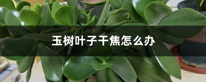 <b>玉树叶子干焦怎么解决，怎么处理</b>