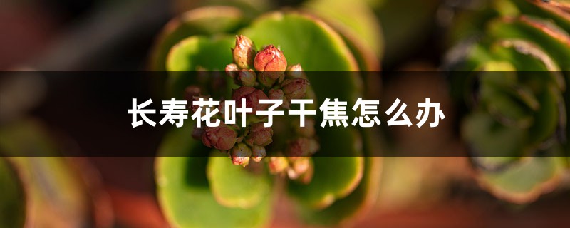 <strong>长寿花叶子干焦怎么解决，怎么处理</strong>