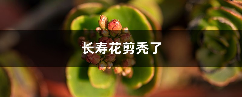 <b>长寿花剪秃了还发芽吗</b>