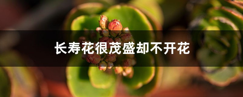 <b>为什么长寿花很茂盛却不开花</b>