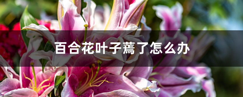 <b>百合花叶子蔫了怎么解决，怎么处理</b>