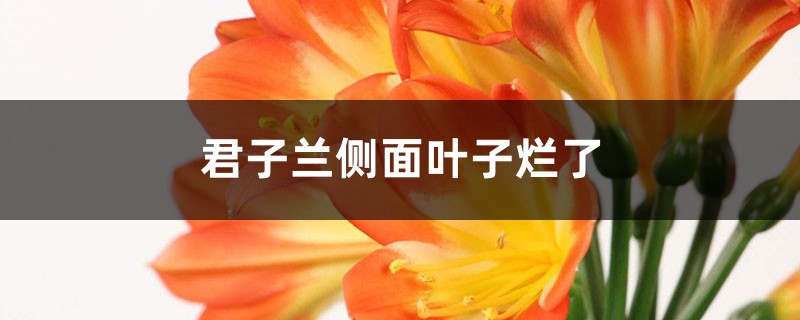 <b>君子兰侧面叶子烂了的原因，如何处理</b>