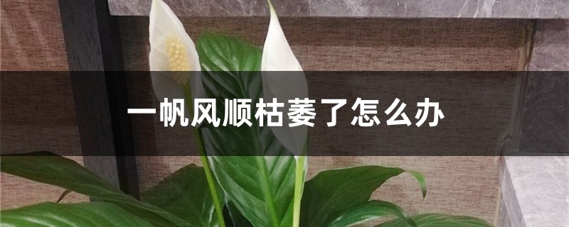 <b>一帆风顺枯萎了怎么解决，怎么处理</b>