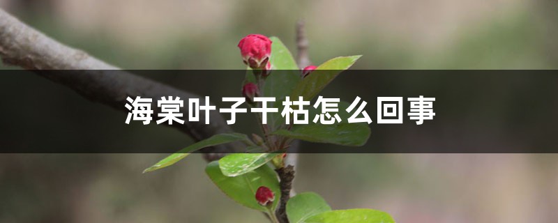 <b>海棠叶子干枯怎么回事</b>