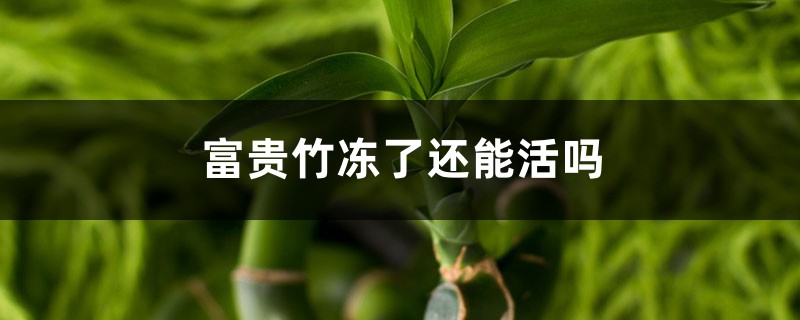 <b>富贵竹冻了还能活吗</b>