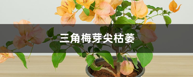 <b>三角梅芽尖枯萎的原因</b>