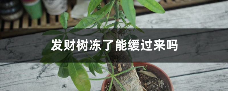 <b>发财树冻了怎么解决，怎么处理，能缓过来吗</b>