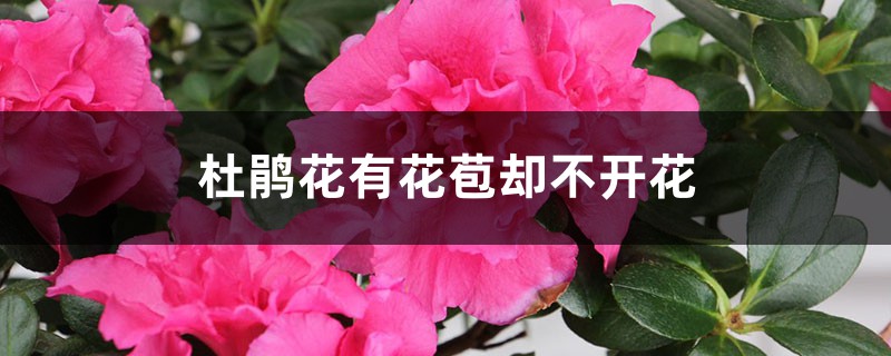 <strong>杜鹃花有花苞却不开花怎么解决，怎么处理</strong>