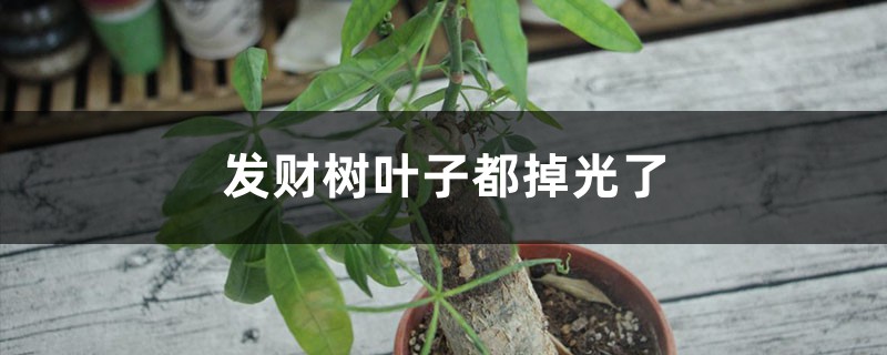 <b>发财树叶子都掉光了还能恢复吗</b>