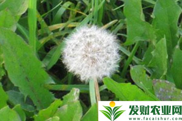 泰山野菜种类有多少？常见野菜分为几大类？