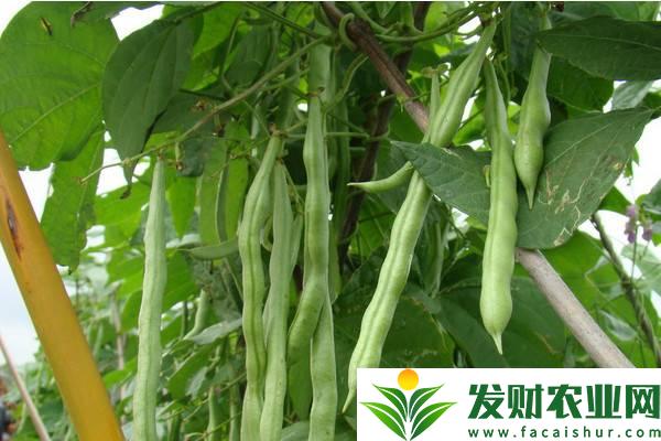 <b>四季豆种植怎么搭架子？搭架时间及优势</b>