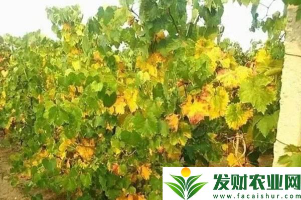 <b>葡萄黄叶是什么病？要用什么药？</b>