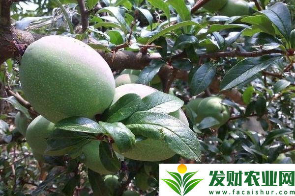 <b>木瓜种子怎么种植？</b>