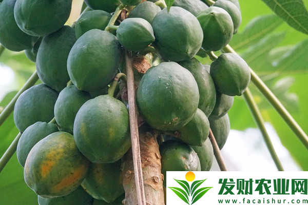 木瓜种子怎么种植?