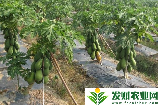 木瓜种子怎么种植?