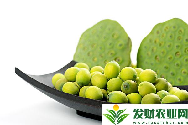 莲子怎样种植？都有哪些要点？
