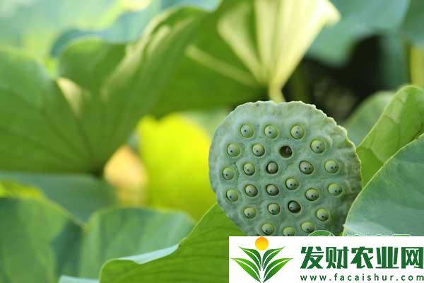 莲子怎样种植？都有哪些要点？