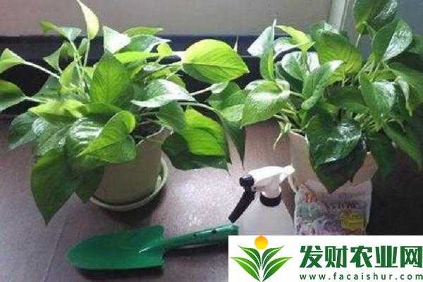 <b>绿萝叶子发黄是什么原因？如何解决？</b>