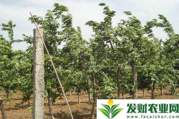 桃树苗怎么嫁接？嫁接时间及方法介绍