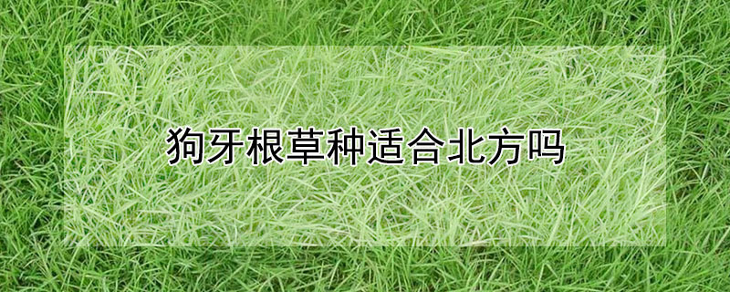 狗牙根草种适合北方吗