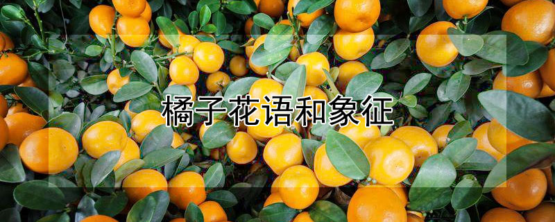 橘子花语和象征