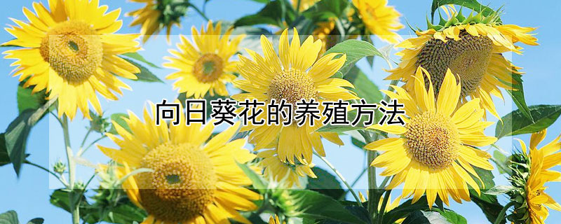 向日葵花的养殖方法